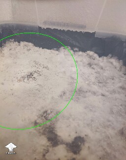 Bright white curdled growth — early mold contamination on mushroom cake