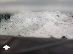 Change in mold color from bright white to green — green mold contamination on mushroom cake