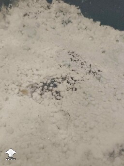 Early mold contamination on mushroom cake