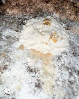 White clots with coral dents and yellow-brown cloudy liquid - wet bubble disease