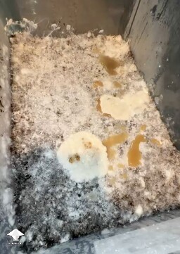 Yellow cloudy liquid and white clots on the mushroom cake — wet bubble contamination