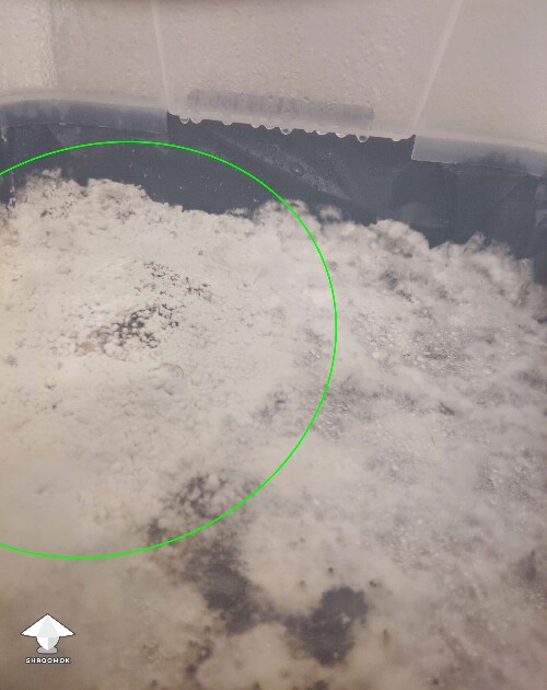 Bright white curdled growth — early mold contamination on mushroom cake