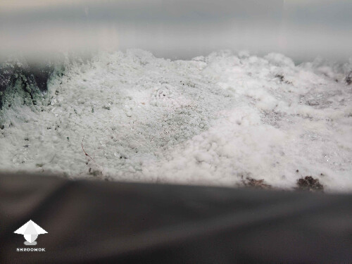 Change in mold color from bright white to green — green mold contamination on mushroom cake