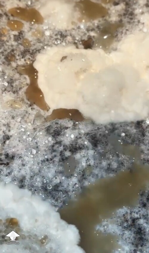 Cloudy slimy amber brown fluid on mushroom cake - wet bubble contamination