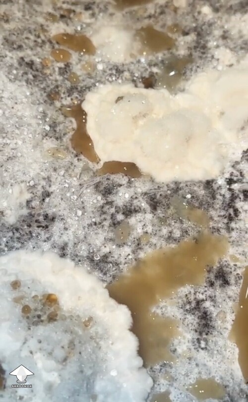 Coral-like dents on mycelium clumps and amber-brown liquid - Mycogone contamination 