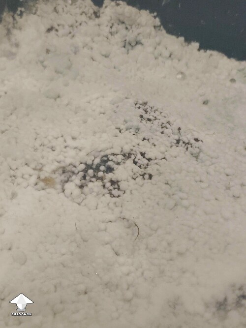 Early mold contamination on mushroom cake