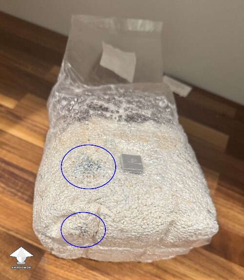 Mycelium bruising in grain spawn bag
