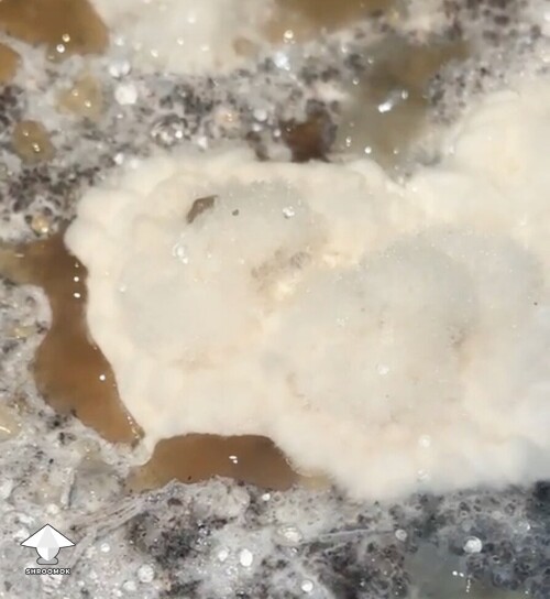 Opaque brown liquid on the mushroom cake around white clumps of mycelium — wet bubble disease