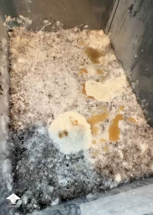 Yellow cloudy liquid and white clots on the mushroom cake — wet bubble contamination