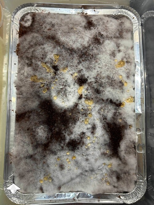 Yellow droplets on mushroom cake - mycelium metabolites