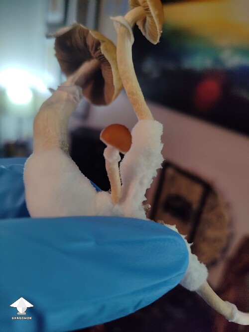 I had no idea what fuzzy feet meant - that was my very first mushroom harvest