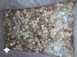 Green mold contam on mushroom cake