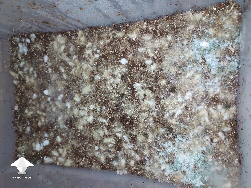 Green mold contam on mushroom cake