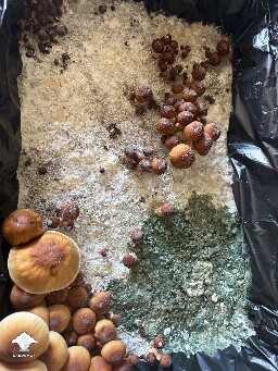 Trichoderma? 698b4ba6a14a2