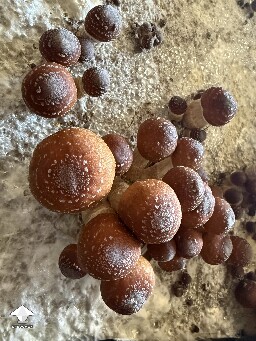 Trichoderma? 698b4baf0e22e