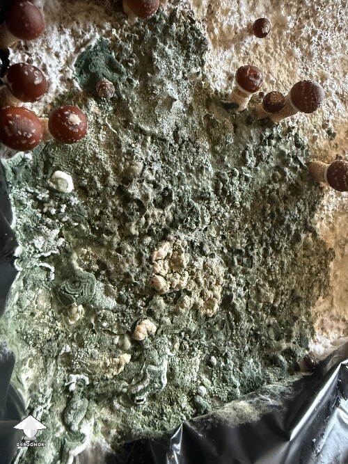 Thumbnail: Trichoderma? 698b4bab631a7