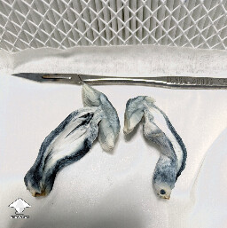 AMVP mushroom for cloning