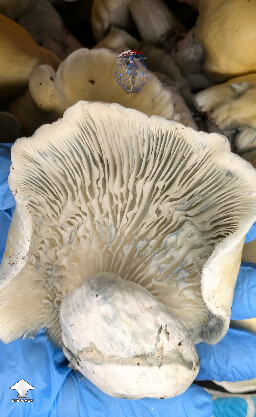 APE x Hillbilly Pumpkin mushrooms #3