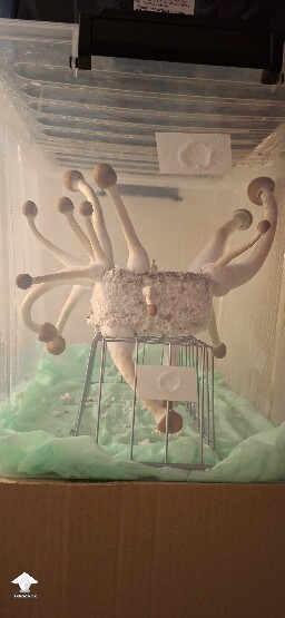 Back home and it's harvest time for my Golden Teachers