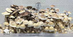 Beautiful Cubensis Ecuador mushroom fruiting