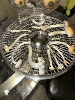 Black Cap Psilocybe ochraceocentrata flush 9