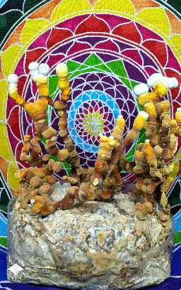 Cool looking Antler Reishi - Ganoderma multipileum