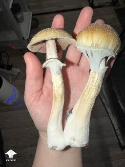 Cubensis Amazonian mushroom #2