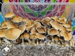 Cubensis Amazonian mushrooms from a plate pin