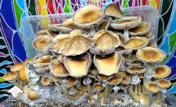 Cubensis Amazonian mushrooms