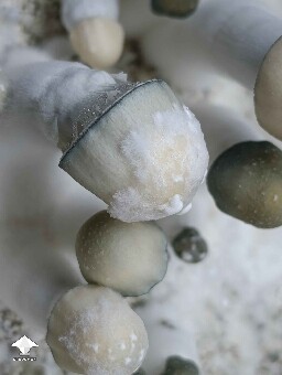 Cute Albino Penis Envy mushrooms #2