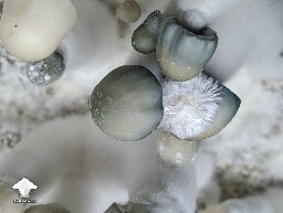 Cute Albino Penis Envy mushrooms