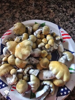 Harvested Bluey Vuitton mushrooms #2