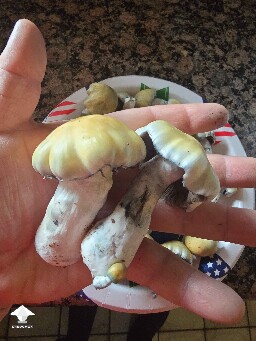 Harvested Bluey Vuitton mushrooms