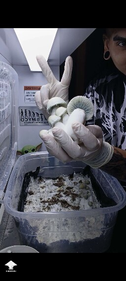 Harvesting Albino Penis Envy mushrooms