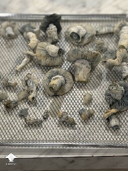 Jack Frost - super excited to try these out