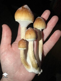 Just beautiful Amazons magic mushrooms