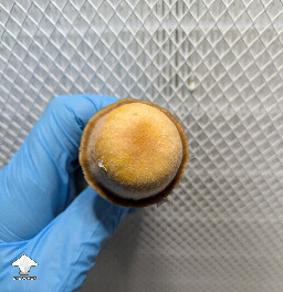 Mr Peanut mushroom #2