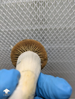 Mr Peanut mushroom #3