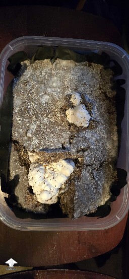 Mutation of Melmac that I was trying to grow #2