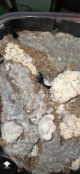 Mutation of Melmac that I was trying to grow