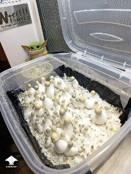 My Albino Penis Envy mushrooms fruiting again
