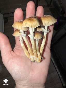 Nice little Stargazer mushroom cluster