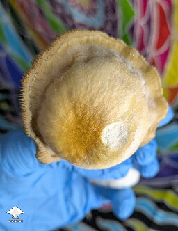 Nice Mr Peanut mushroom #2