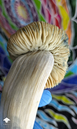 Nice Mr Peanut mushroom #3