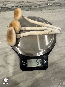 Some Golden Teachers