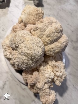What a nice harvest of Lions Mane tonight #3
