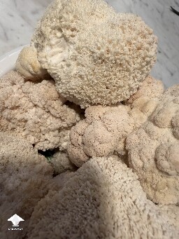 What a nice harvest of Lions Mane tonight #4