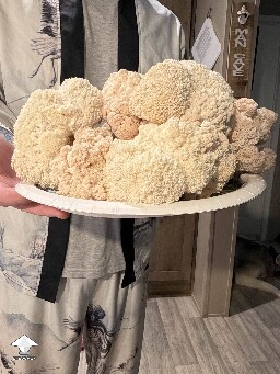What a nice harvest of Lions Mane tonight #5