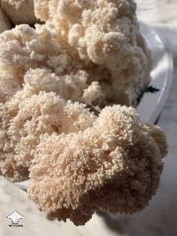What a nice harvest of Lions Mane tonight