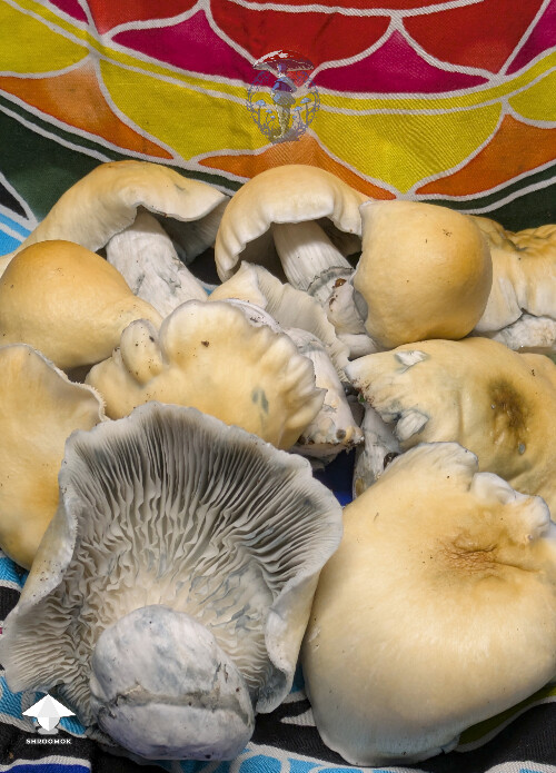 APE x Hillbilly Pumpkin mushrooms #2